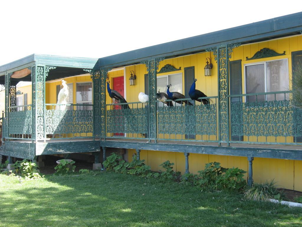 Shady Lady Bed And Breakfast Scottys Junction Exteriör bild